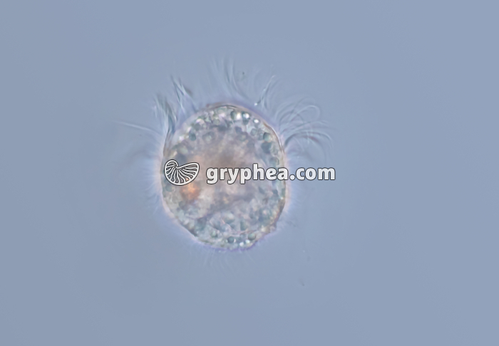 Larve trochophore de la Moule (Mytilus edulis) x70 - gryphea.org